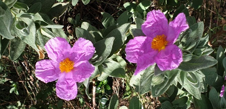The maquis in flower in Provence &copy;trekkinginthealpsandprovence.com