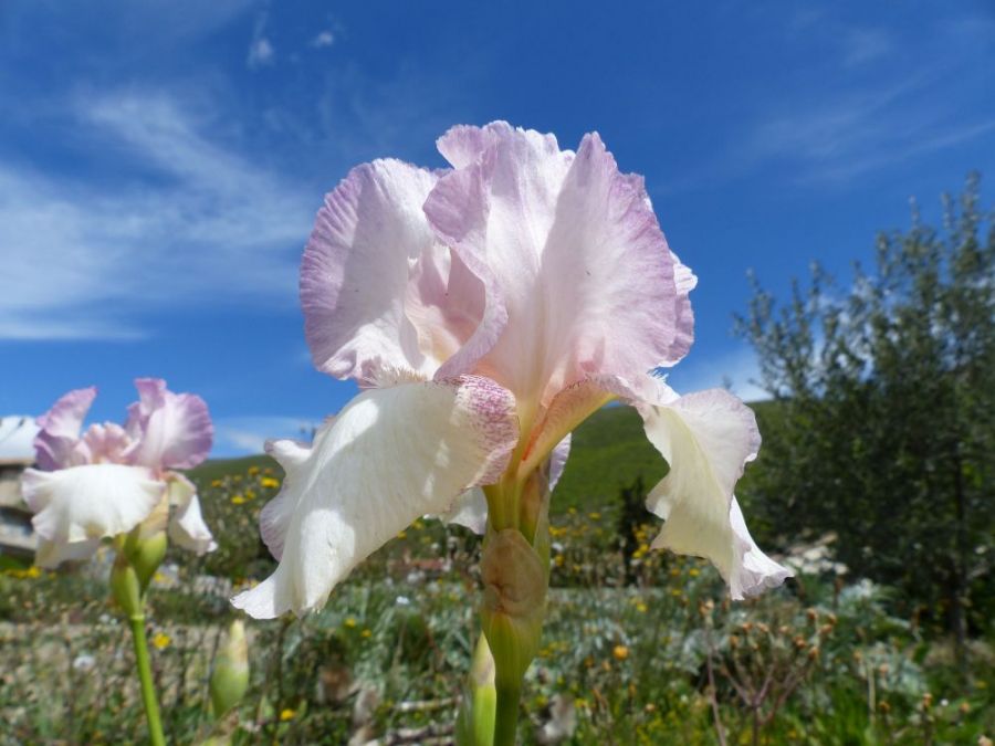 Iris in flower in Buis les Baronnies &copy;trekkinginthealpsandprovence.com