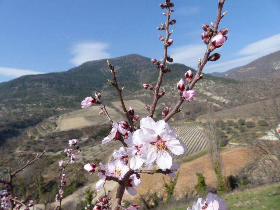 Almond blossom...the first sign of spring &copy;trekkinginthealpsandprovence.com