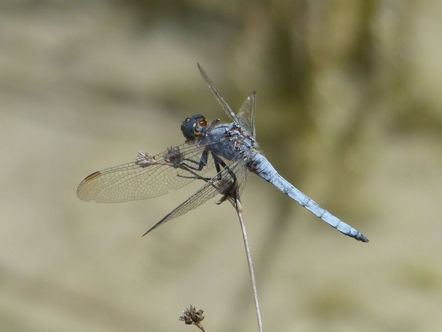 Dragon fly near the river at Villeperdrix &copy;trekkinginthealpsandprovence.com