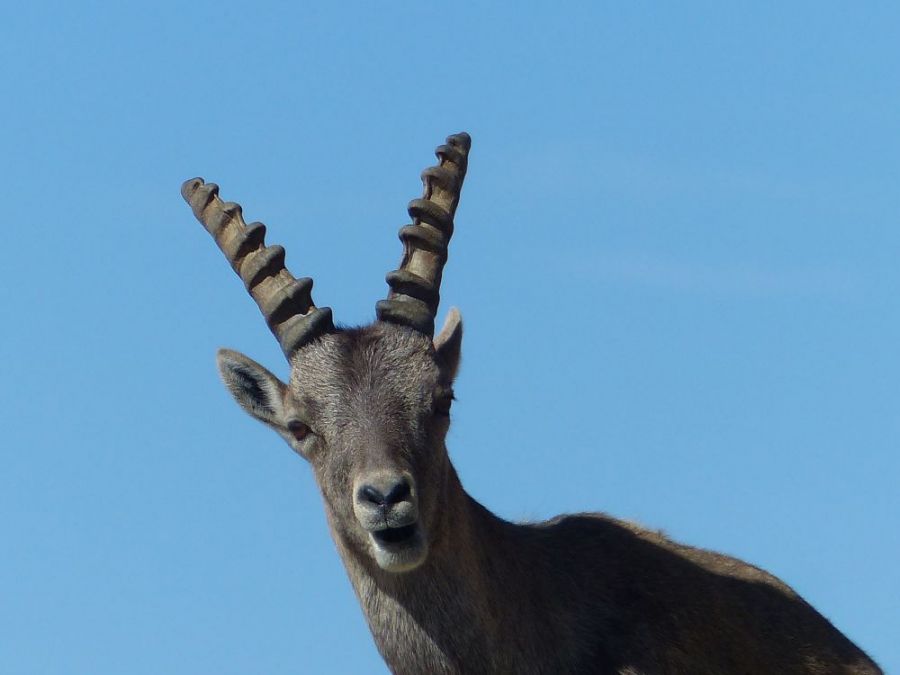 Ibex &copy;trekkinginthealpsandprovence.com
