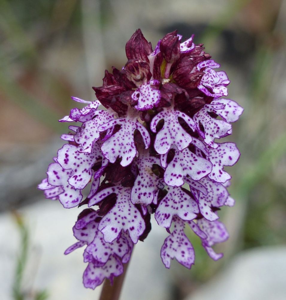 Orchid &copy;trekkinginthealpsandprovence.com