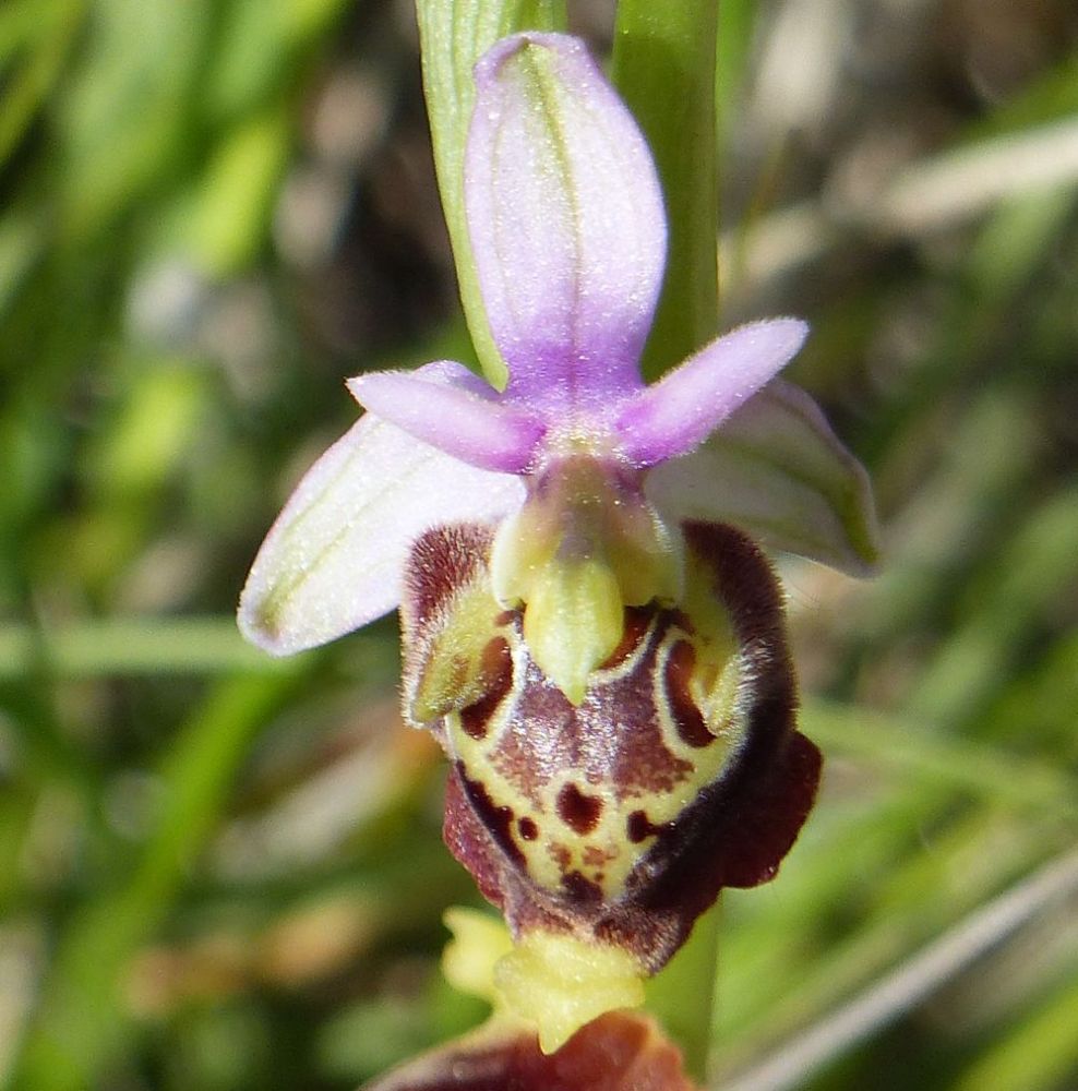 Bee Orchid &copy;trekkinginthealpsandprovence.com