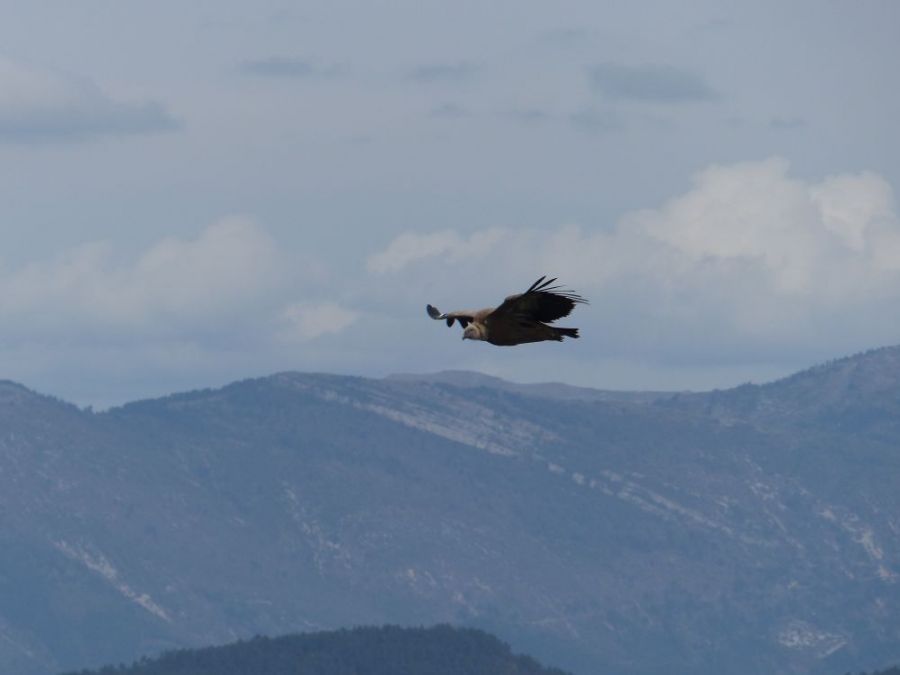Un vautour des Baronnies