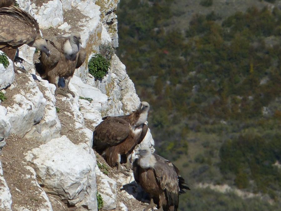 Griffon vultures in les Baronnies