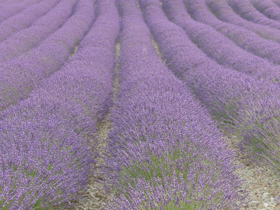 Champ de lavande en Provence