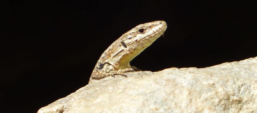 A curious lizard