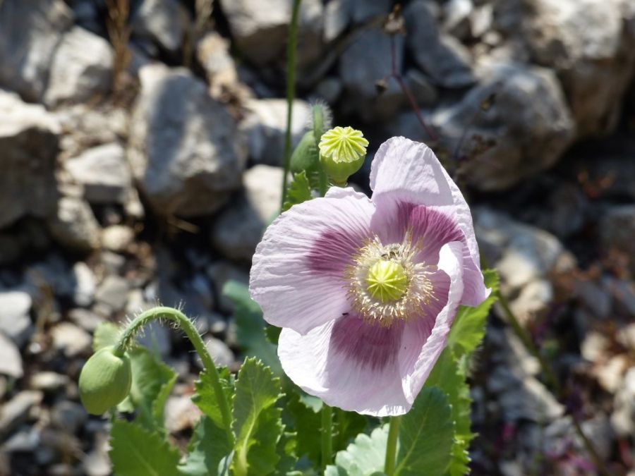 Stunning opium poppies