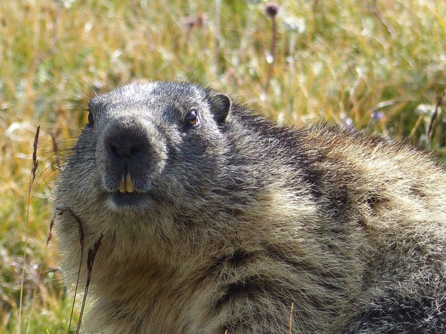 A marmot up close &copy;trekkinginthealpsandprovence.com